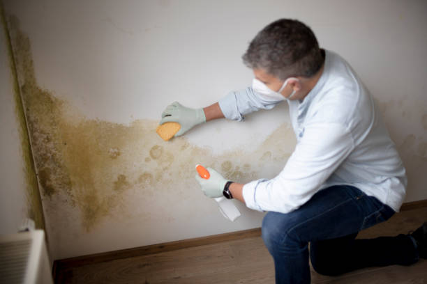 Best Mold Odor Removal Services  in Glenwood, IL