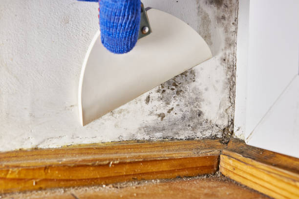 Biohazard Mold Removal in Glenwood, IL