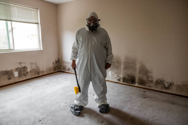 Best Basement Mold Removal  in Glenwood, IL